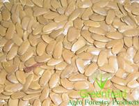 Accacia paltaforam seeds