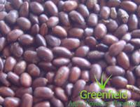 Rain tree seeds