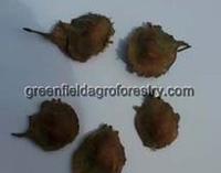 Red sandal seeds