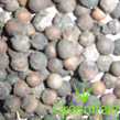 White Sandal seeds 
