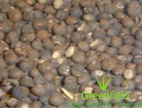 Semal musli seeds