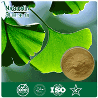Ginkgo Biloba Extract
