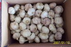 fresh garlic