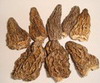 AD morel