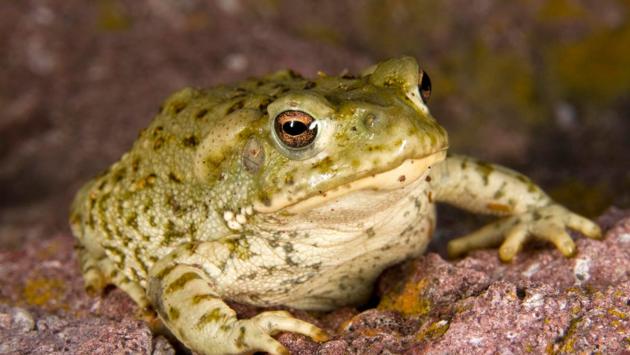 Bufo Alvarius Colorado Toad Venom God