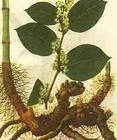 Resveratrol   CAS: 501-36-0