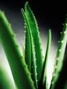 Aloe-emodin   CAS No.: 481-72-1