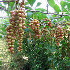 Synephrine   CAS: 94-07-5