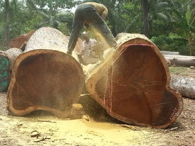  QUALITY TALI WOOD LOGS AZOBE WOOD LOGS ROSEWOOD LOGS