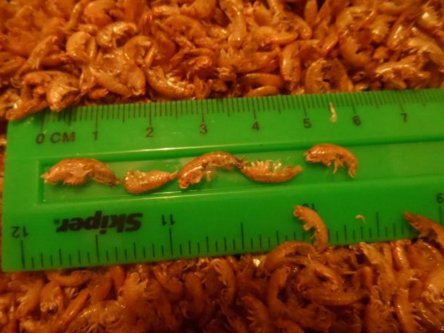 Gammarus
