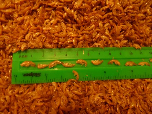Gammarus