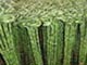 lucky bamboo