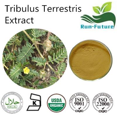 Tribulus Terrestris Extract ,China factory supplier tribulus terrestris powder ,pure natural tribulu