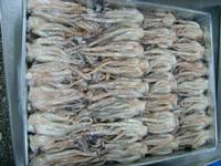 Frozen squid tentacle