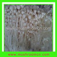 Flammulina Velutipes