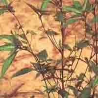 Acalypha Australis P.E.