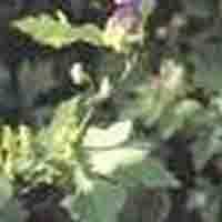 Aconitum Ambiguum P.E.