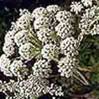 angelica extract