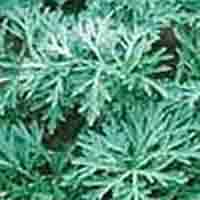 artemisinin