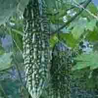 Balsam Pear Extract