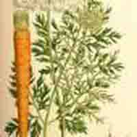 beta-carotene