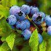 blueberry anthocyanin