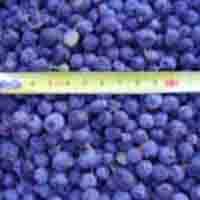 blueberry powder