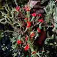 Cladonia Anaurocraea P.E.