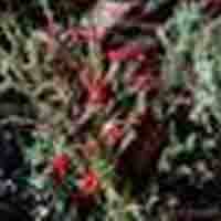 Cladonia Pleurota P.E.