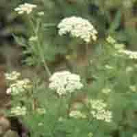 Cnidium Monnieri P.E.