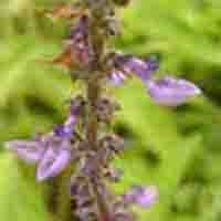 Coleus forskohlii (Willd.) Briq. Extract