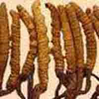 cordyceps sinensis P.E.