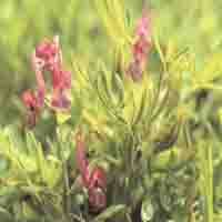 corydalis yanhusuo P.E.