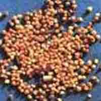 Cuscuta Chinensis P.E.