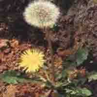 Dandelion Extract