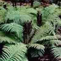 Dryopteris Crassirhizoma P.E.