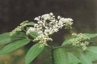 elderberry extract(juice)