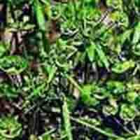 Euphorbia Extract