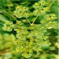 Euphorbia Helioscopia P.E