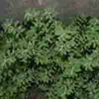 Euphorbia Humifusa P.E.