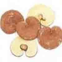 Ganoderma Extract