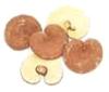 Ganoderma extract