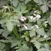 Geranium Wilfordii P.E.