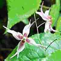 Horny Goat Weed Extract