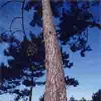 Larix Gmelini P.E.