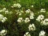 Ledum palustre