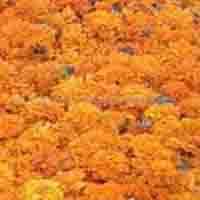 Lutein