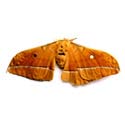 male silk moth extract(sales6 at lgberry dot com dot cn)