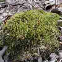 Plagiomnium Cuspidatum P.E.