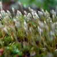 Polytrichum Commune P.E.